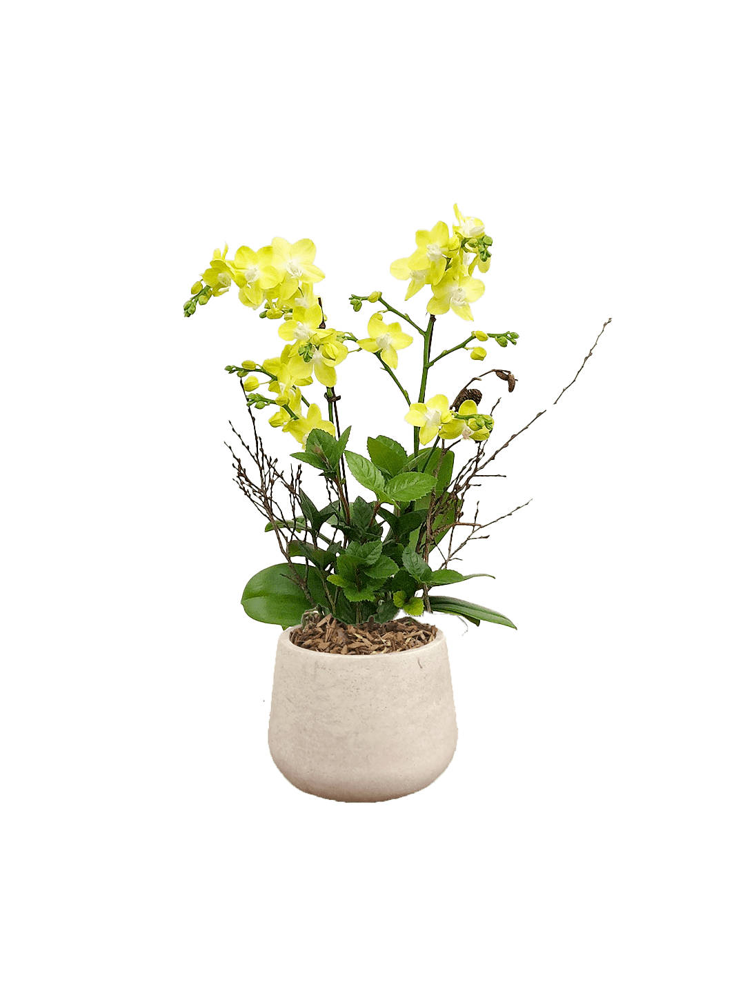 호접 노랑색(2대)-라이트빈티지