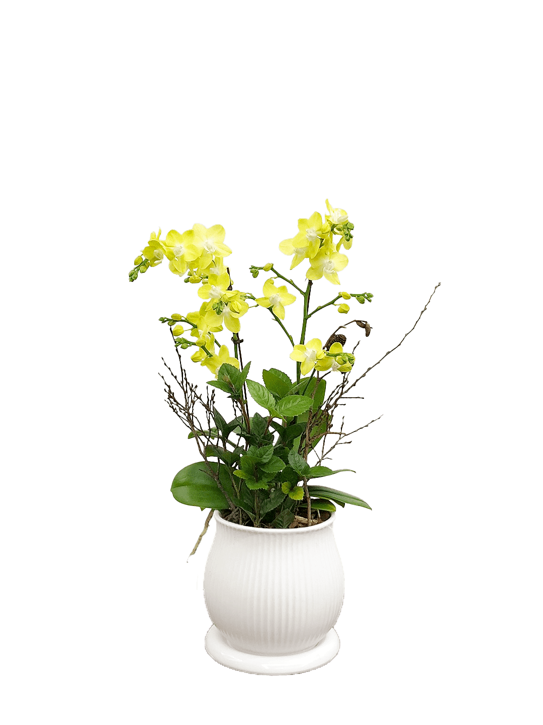 호접 노랑색(2대)-줄무늬 화이트