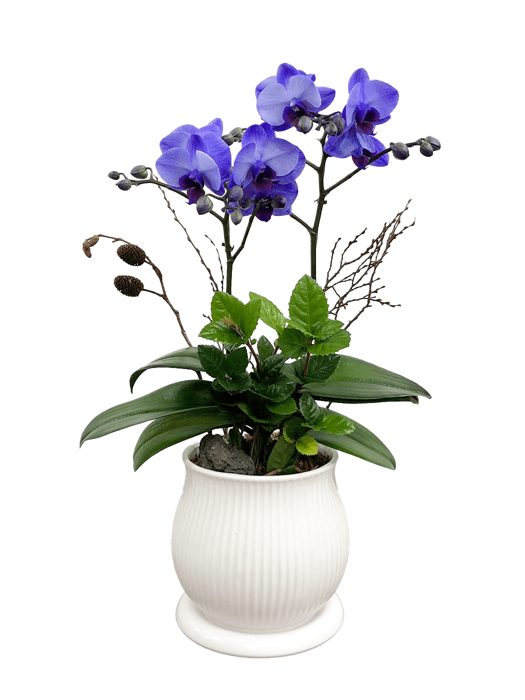 호접 아바타(2대)-줄무늬 화이트