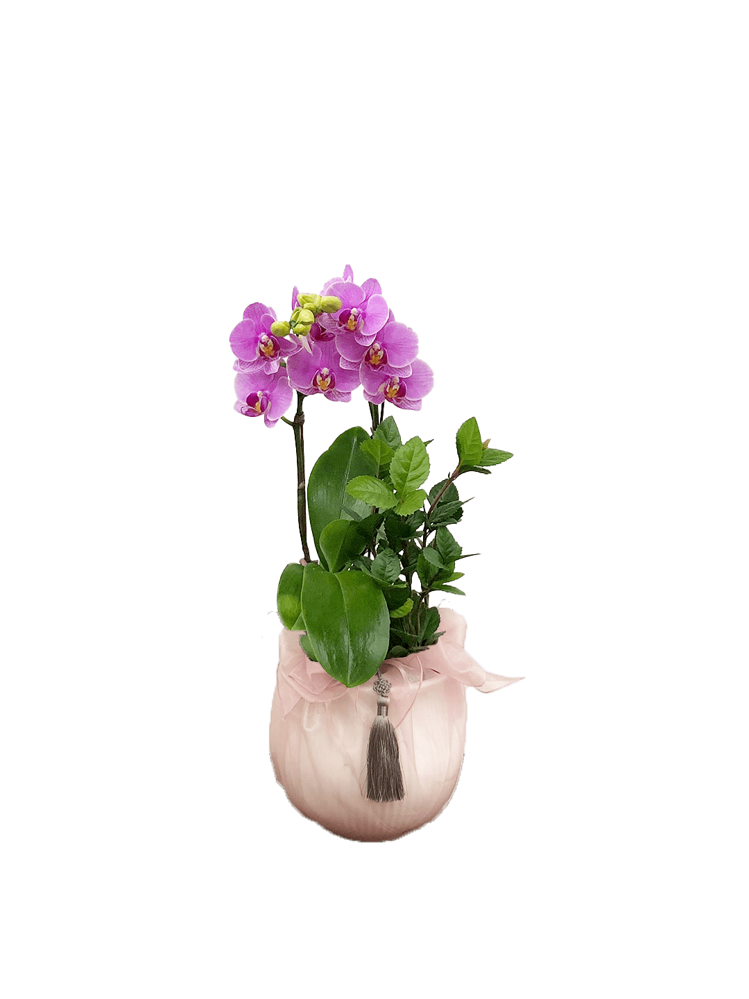 호접 분홍(2대)-줄무늬 화이트+연분홍 보자기