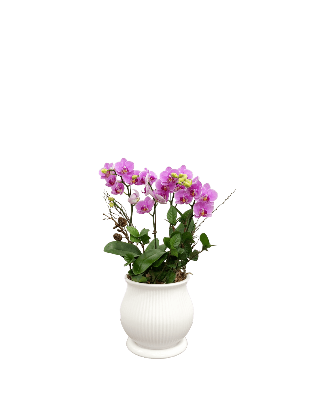 호접 분홍(4대)-줄무늬 화이트