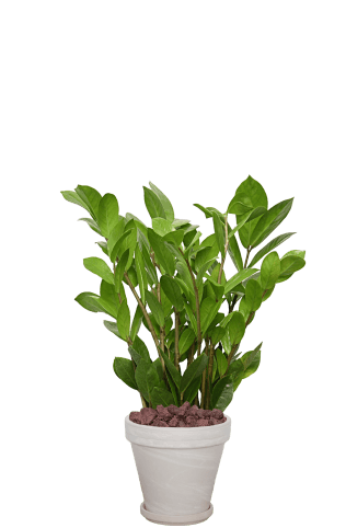 (추천)금전수-토분 크림