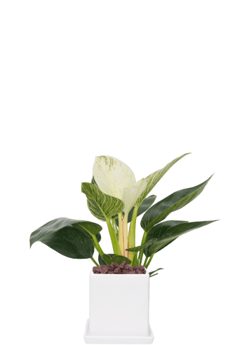 필로덴드론 버킨-직사각 화이트