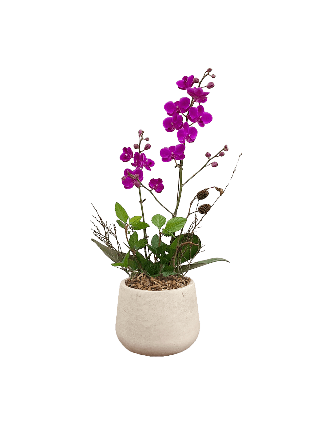 호접 자주색(2대)-라이트빈티지