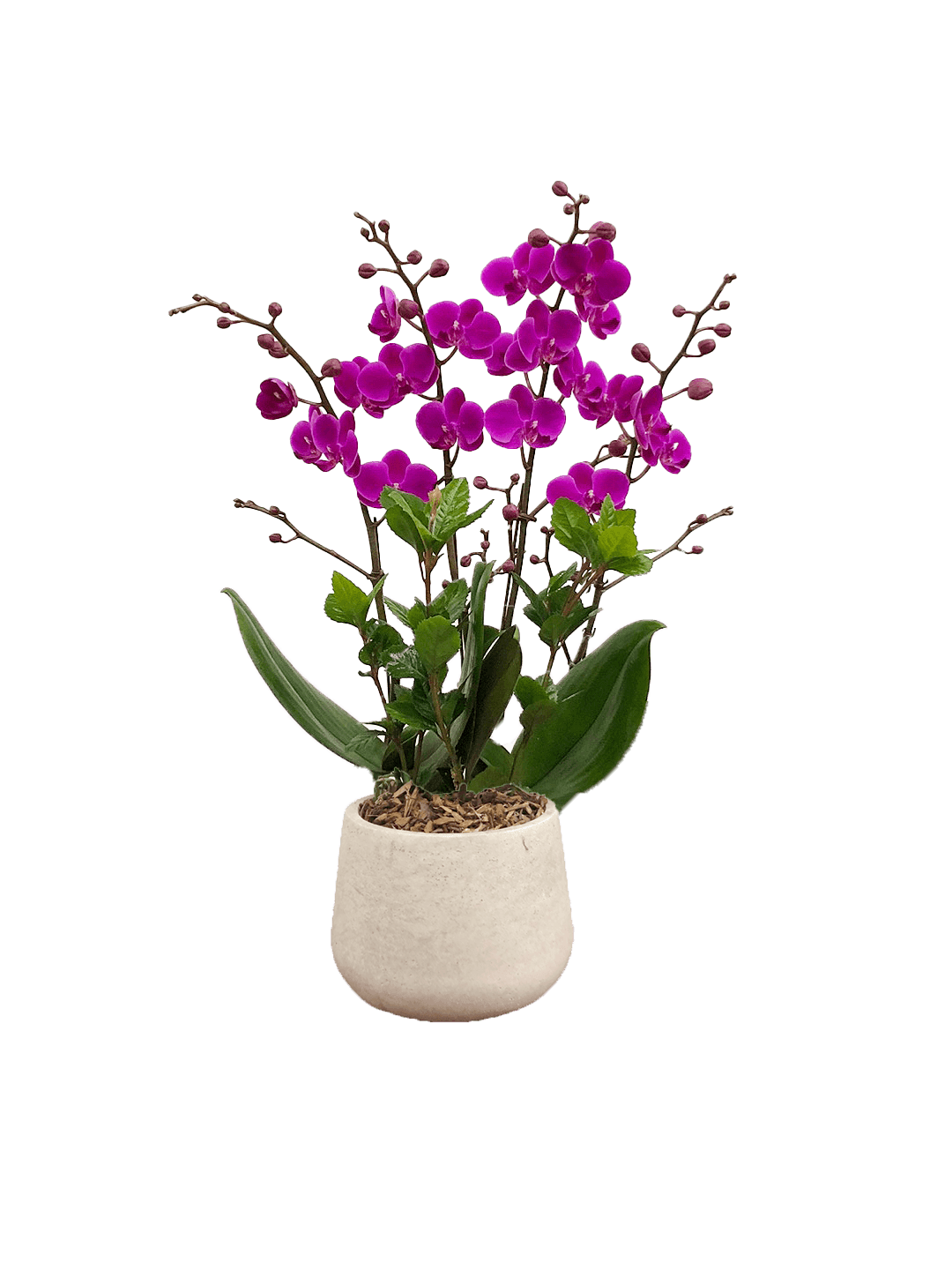 호접 자주색(4대)-라이트빈티지