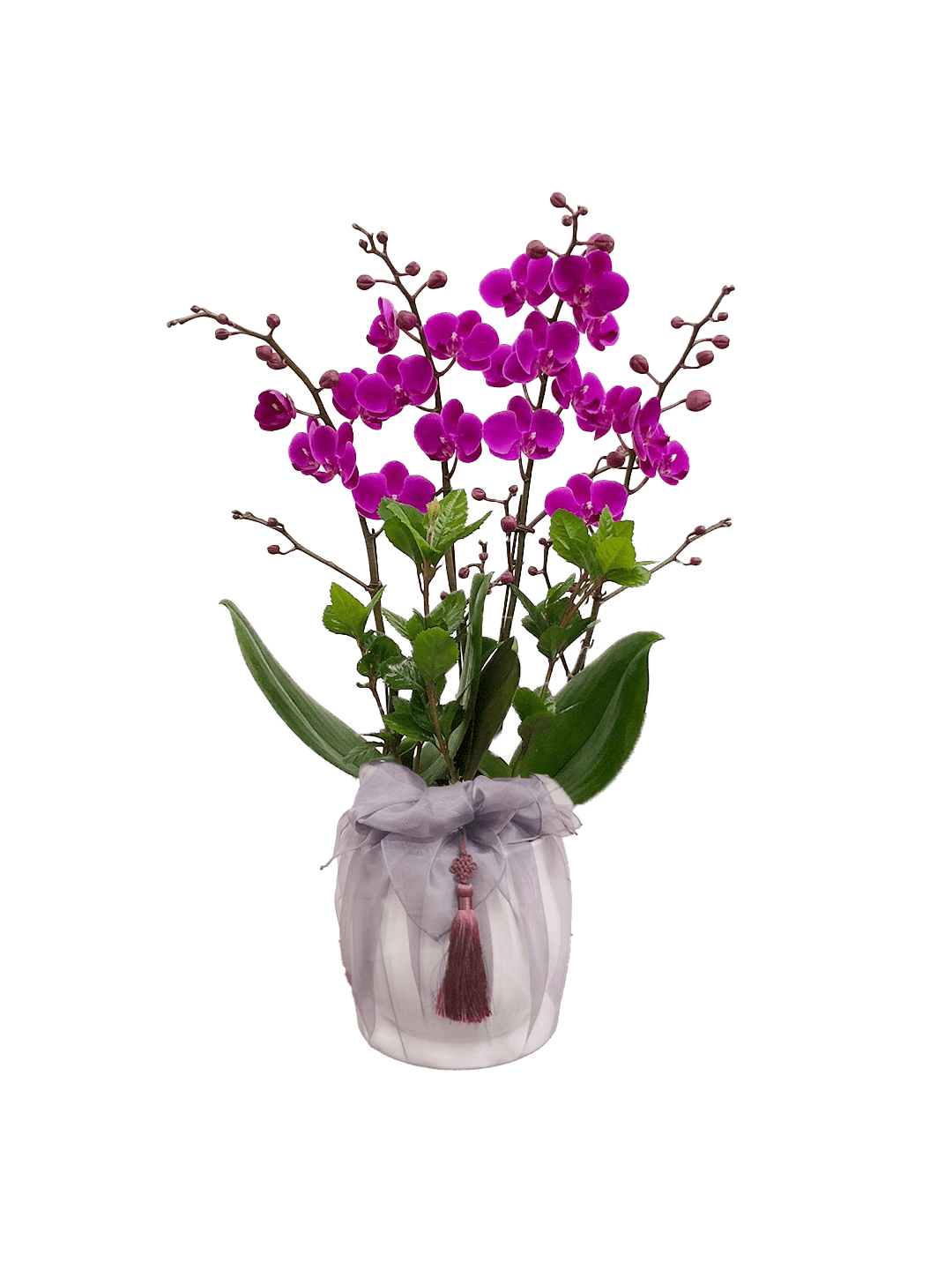 호접 자주색(4대)-줄무늬 화이트+팥색 보자기