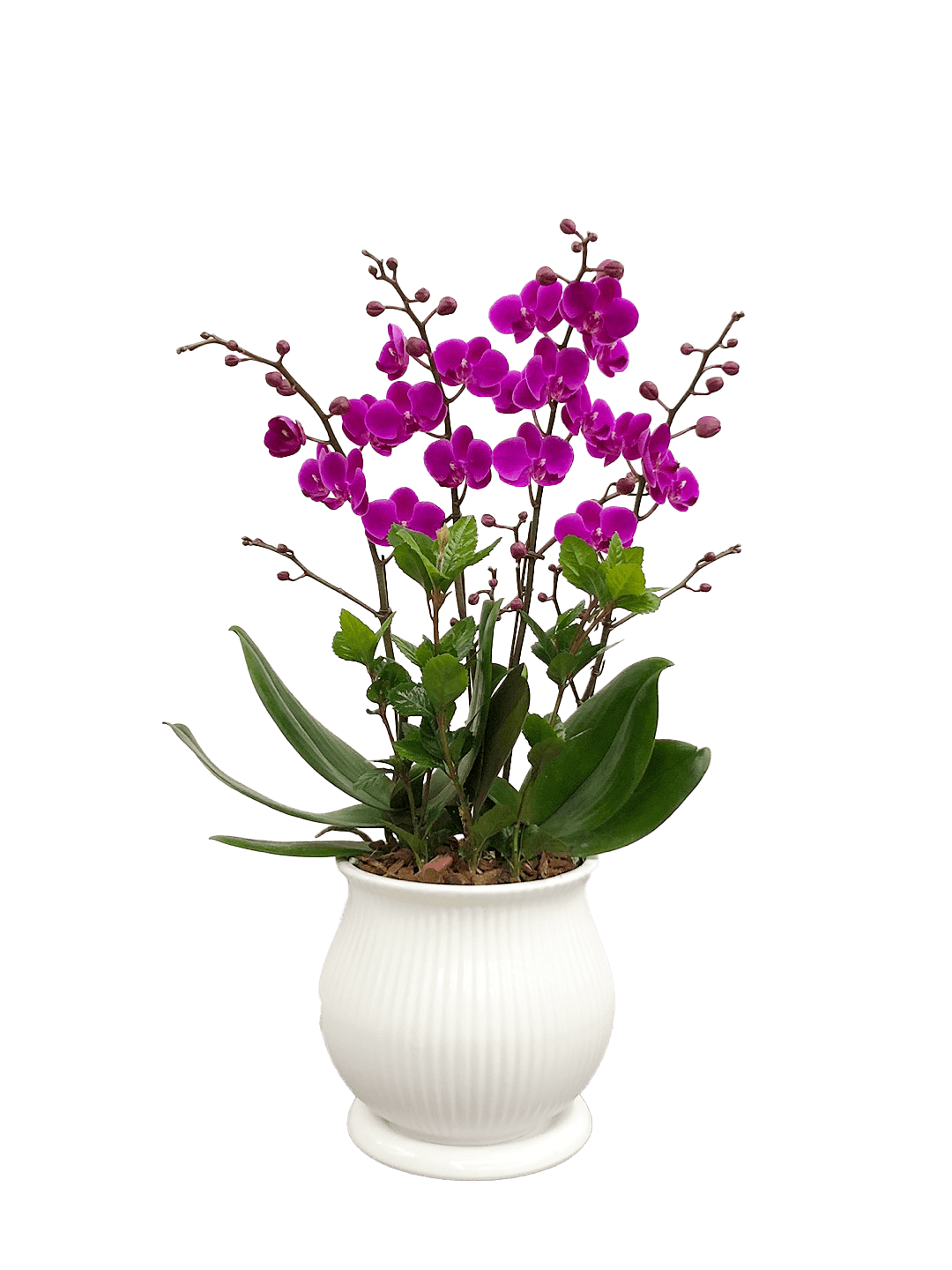 호접 자주색(4대)-줄무늬 화이트