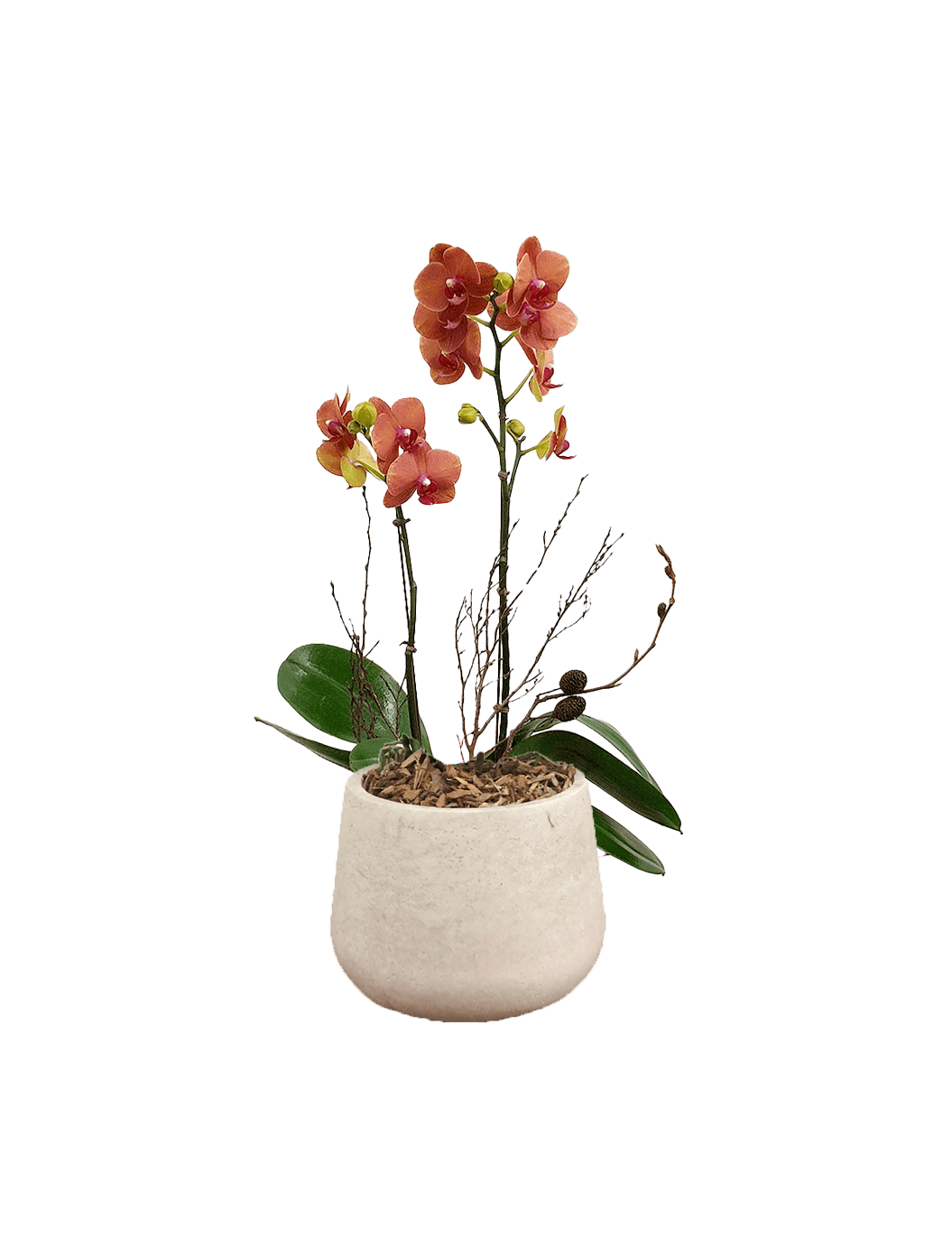 호접 오렌지(2대)-라이트빈티지