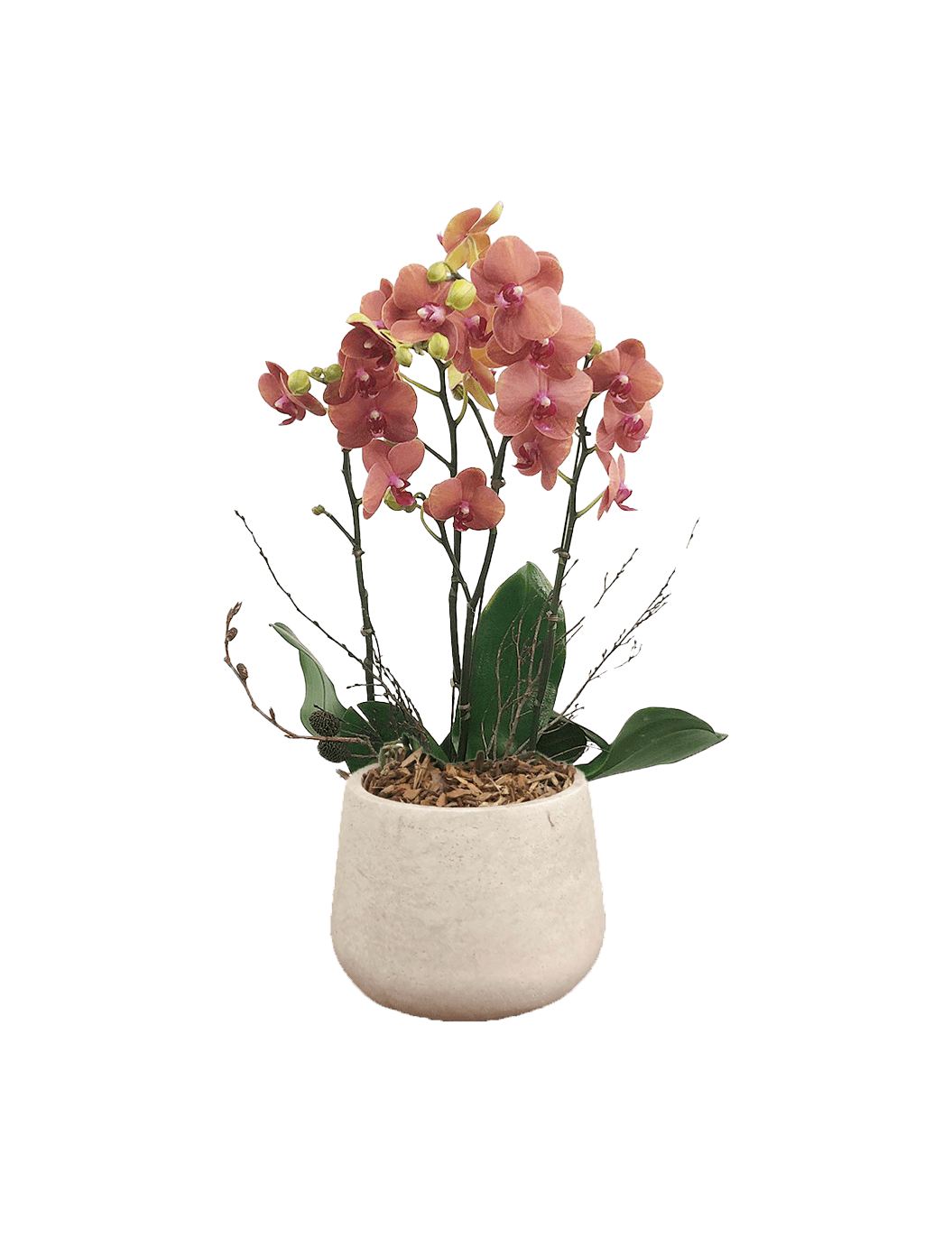 호접 오렌지(4대)-밝은빈티지(라이트빈티지)