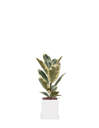 수채화고무나무-직사각 화이트