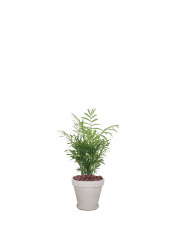 테이블야자-토분 크림