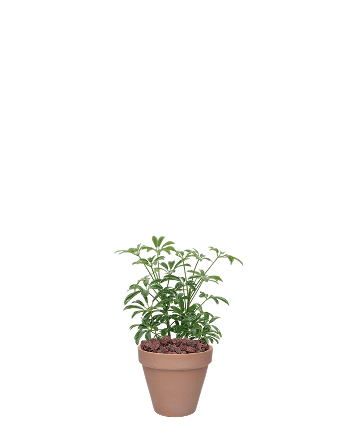 홍콩야자-토분 베이지