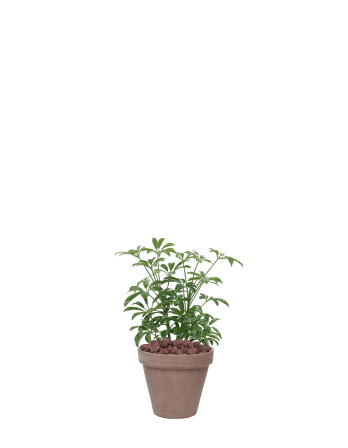 홍콩야자-토분 모카