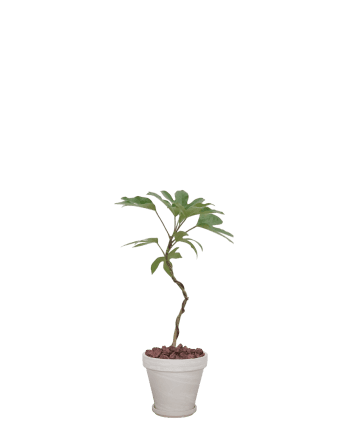 황칠나무-토분 크림