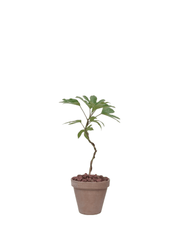 황칠나무-토분 모카