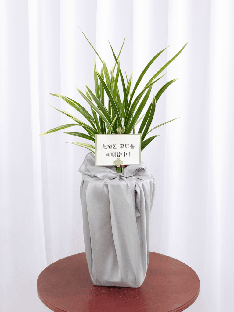 황룡금 무늬종 동양난 승진 영전 축하난 동양란 부모님 선물 꽃배달 개업화분 오픈 사무실이전