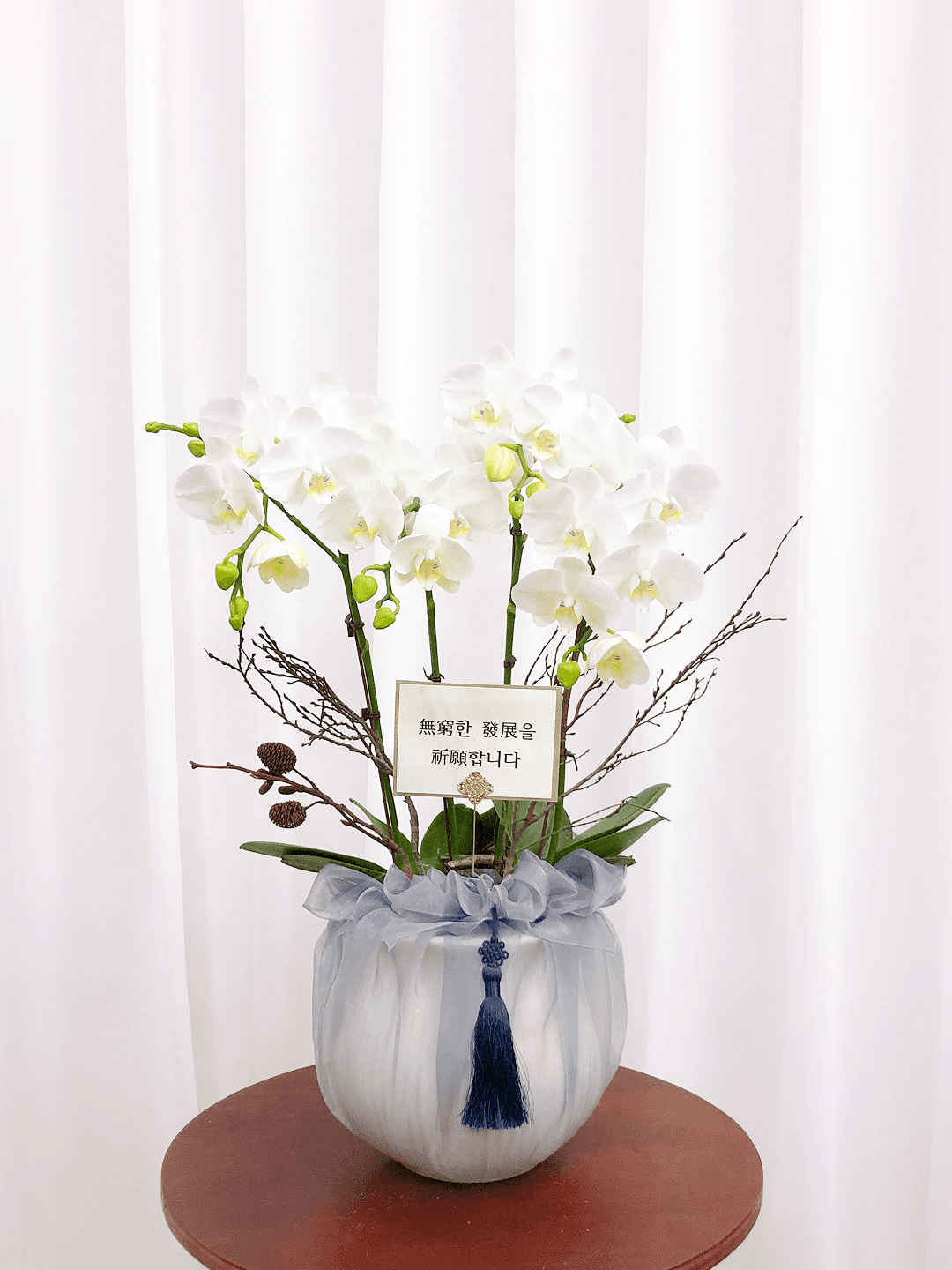 화이트 호접란 서양난 승진 영전 축하난 부모님 선물 꽃배달 개업화분 오픈 사무실이전 카페