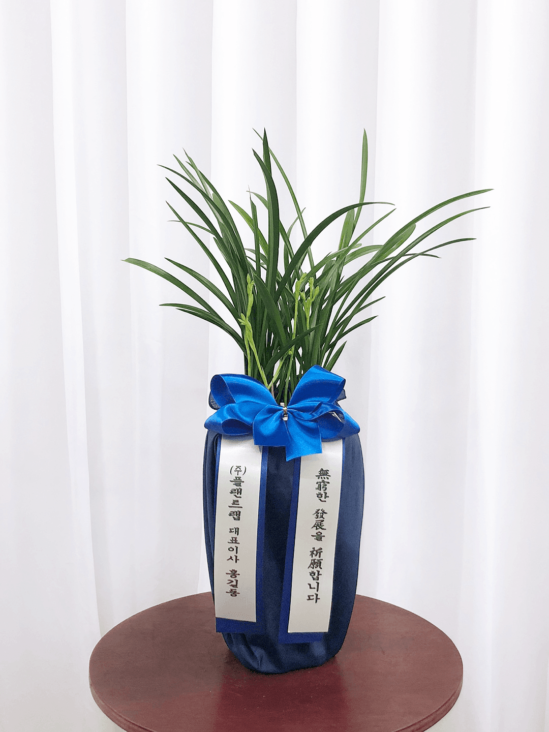 철골소심 동양난 승진 영전 축하난 동양란 부모님 선물 꽃배달 개업화분 문구 오픈 사무실이전