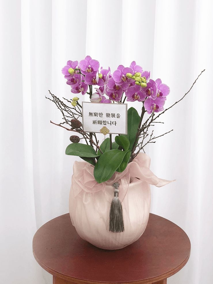 단아한 핑크 호접란 서양난 승진 영전 축하난 부모님 선물 꽃배달 개업화분 오픈 사무실이전
