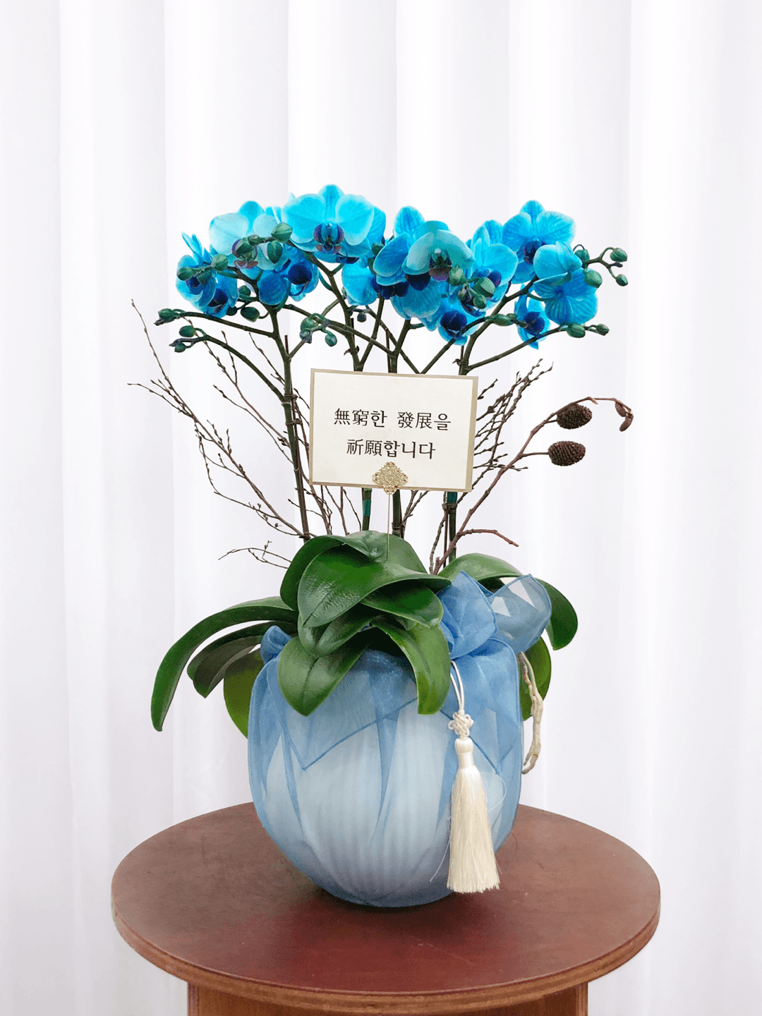 블루 호접란 서양난 승진 영전 축하난 부모님 선물 꽃배달 개업화분 오픈 사무실이전 카페