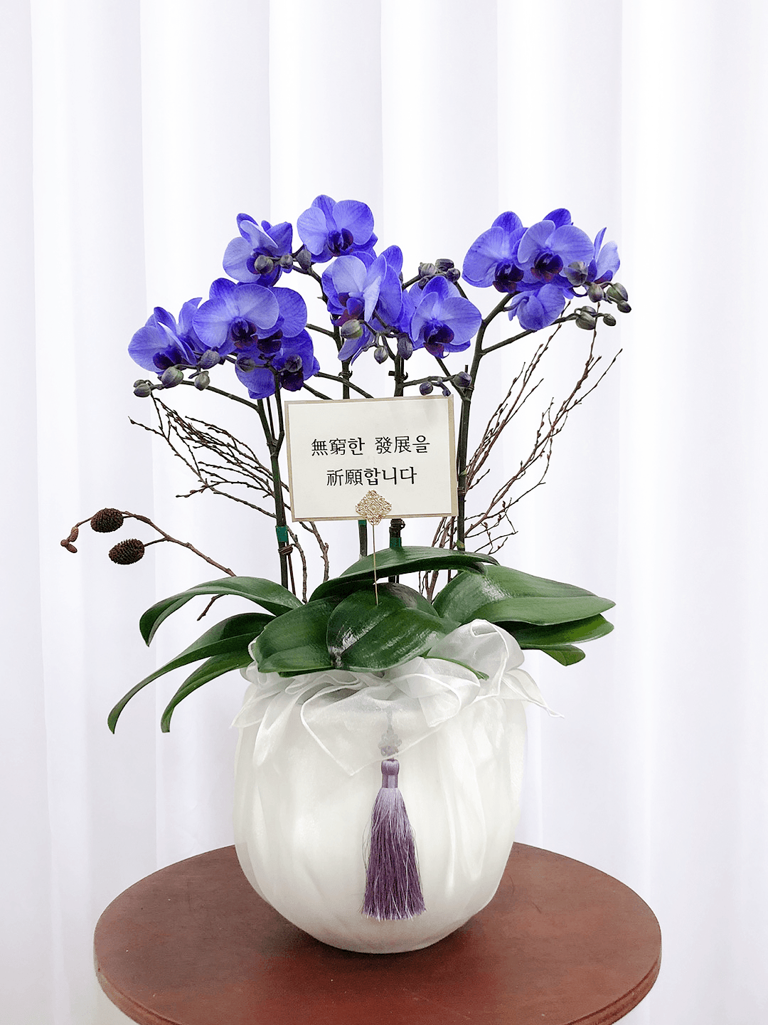 아바타 호접란 서양난 승진 영전 축하난 부모님 선물 꽃배달 개업화분 오픈 사무실이전 카페