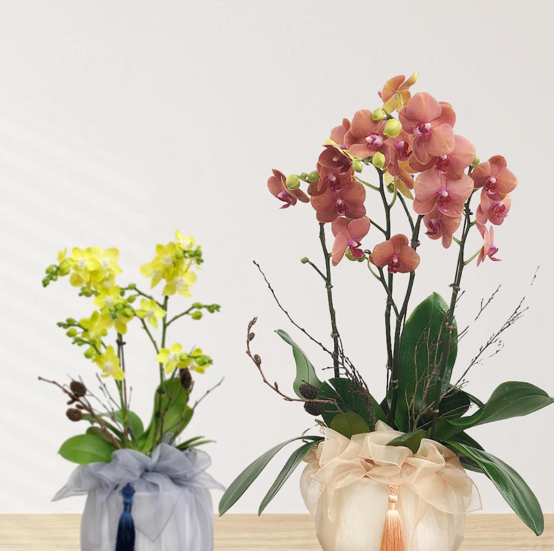 승진 영전 축하난 호접란 부모님 선물 꽃배달 개업화분 문구 오픈 사무실이전 카페